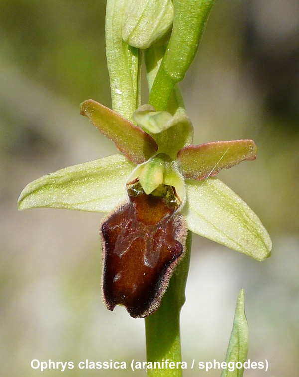 Le orchidee di Vallepietra nel Parco Naturale dei Monti Simbruini (Roma).